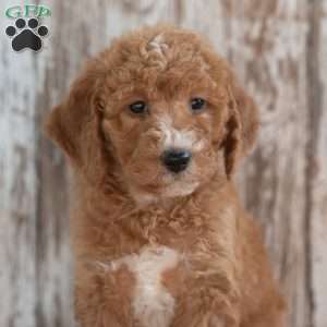 Geneva, Mini Labradoodle Puppy