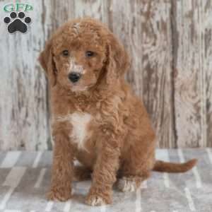 Geneva, Mini Labradoodle Puppy