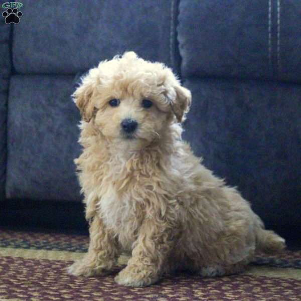 George, Maltipoo Puppy