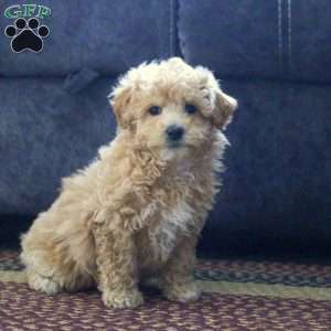 George, Maltipoo Puppy