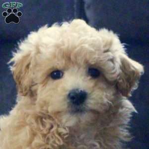 George, Maltipoo Puppy