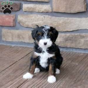 Georgia, Mini Bernedoodle Puppy
