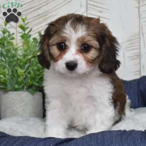 Georgia, Cavachon Puppy