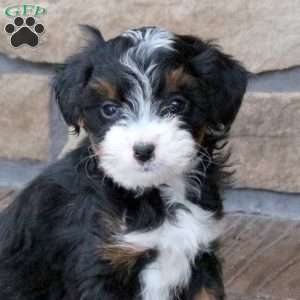 Georgia, Mini Bernedoodle Puppy