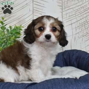 Georgia, Cavachon Puppy