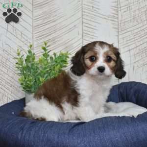 Georgia, Cavachon Puppy