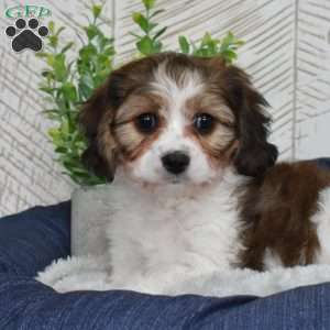 Georgia, Cavachon Puppy
