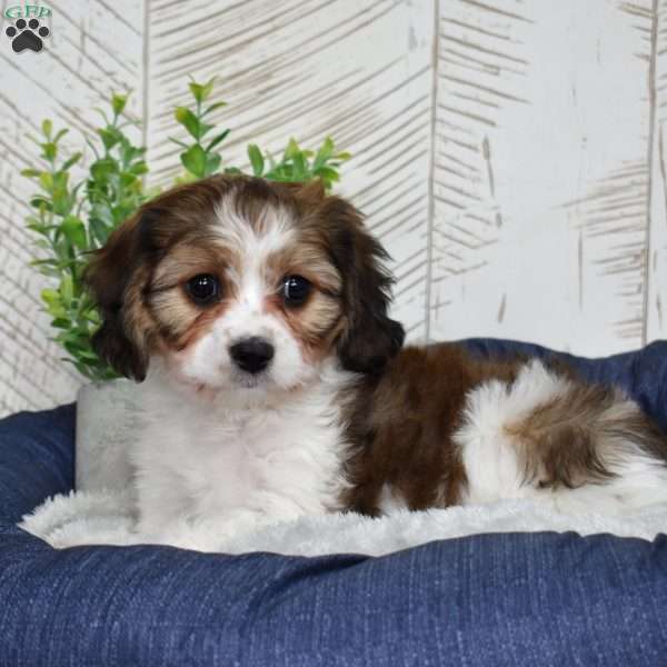 Georgia, Cavachon Puppy