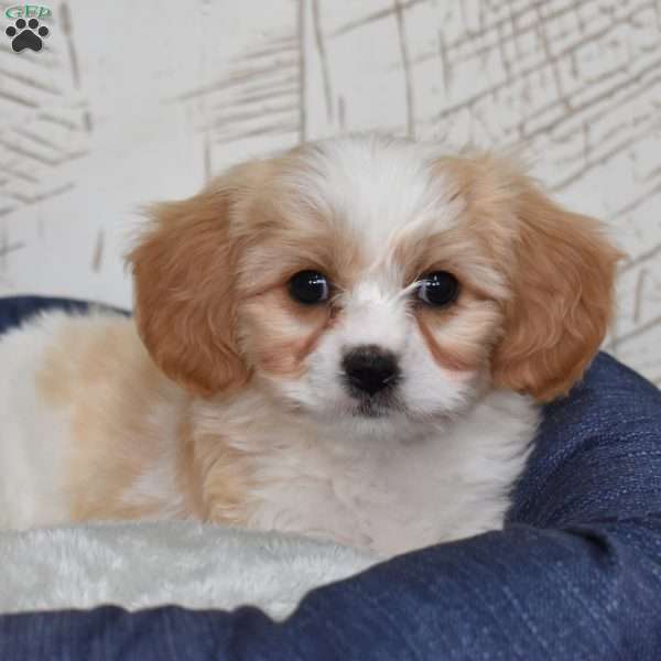 Geppeto, Cavachon Puppy