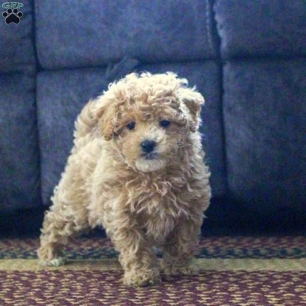 Gia, Maltipoo Puppy