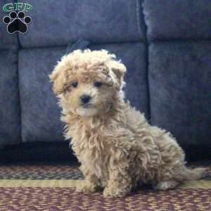 Gia, Maltipoo Puppy