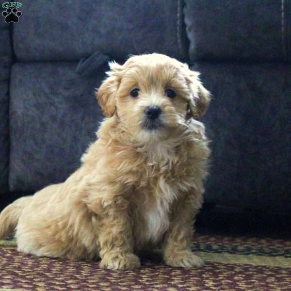 Gideon, Maltipoo Puppy