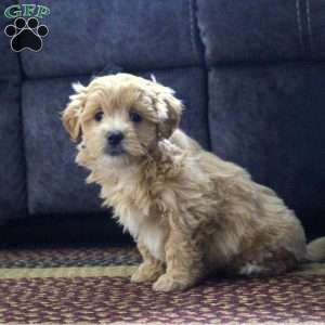 Gideon, Maltipoo Puppy