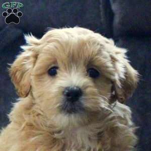 Gideon, Maltipoo Puppy