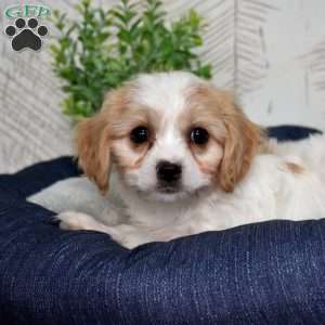 Gidget, Cavachon Puppy