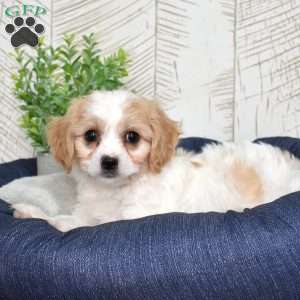 Gidget, Cavachon Puppy