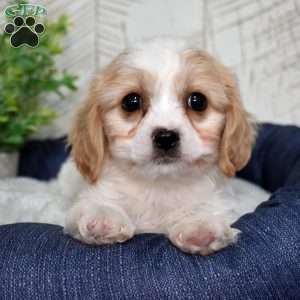 Gidget, Cavachon Puppy
