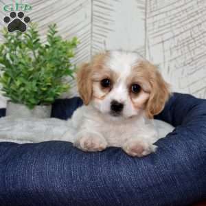 Gidget, Cavachon Puppy