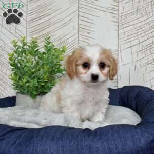 Gidget, Cavachon Puppy