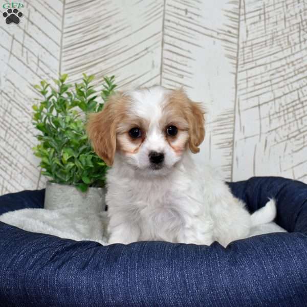 Gidget, Cavachon Puppy