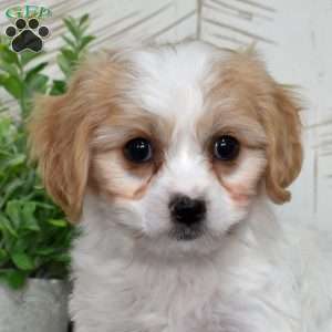 Gidget, Cavachon Puppy