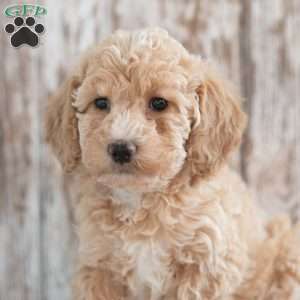 Gigi, Mini Labradoodle Puppy