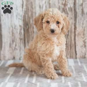 Gigi, Mini Labradoodle Puppy