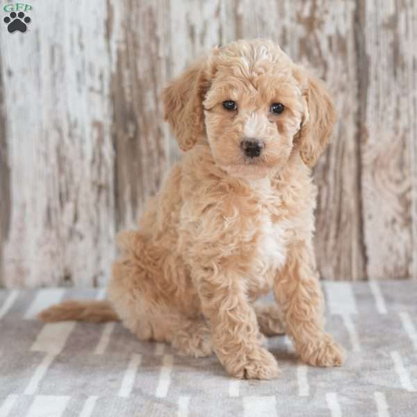 Gigi, Mini Labradoodle Puppy