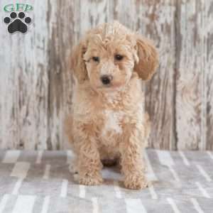 Gigi, Mini Labradoodle Puppy