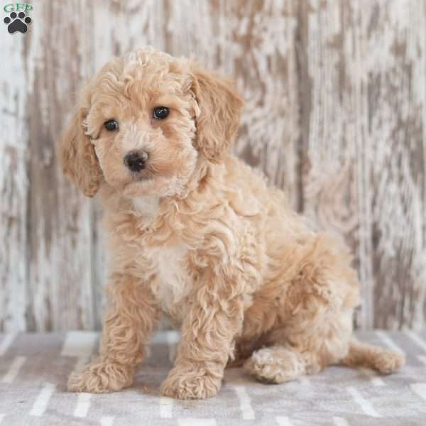 Gigi, Mini Labradoodle Puppy