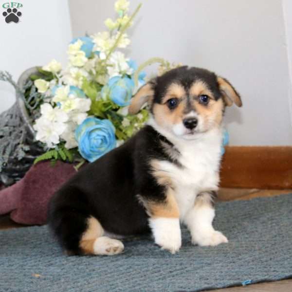 Gigi, Pembroke Welsh Corgi Puppy