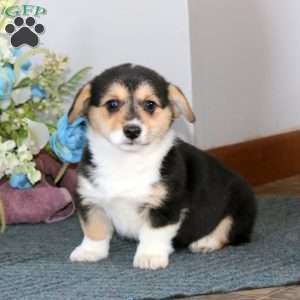 Gigi, Pembroke Welsh Corgi Puppy