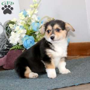 Gigi, Pembroke Welsh Corgi Puppy
