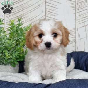 Gilligan, Cavachon Puppy