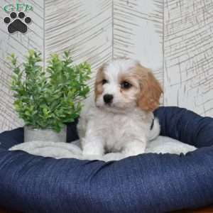 Gilligan, Cavachon Puppy
