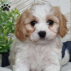 Gilligan, Cavachon Puppy