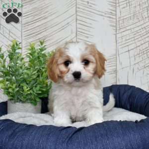 Gilligan, Cavachon Puppy