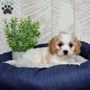 Gilligan, Cavachon Puppy
