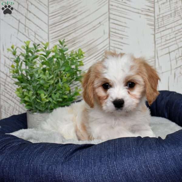 Gilligan, Cavachon Puppy