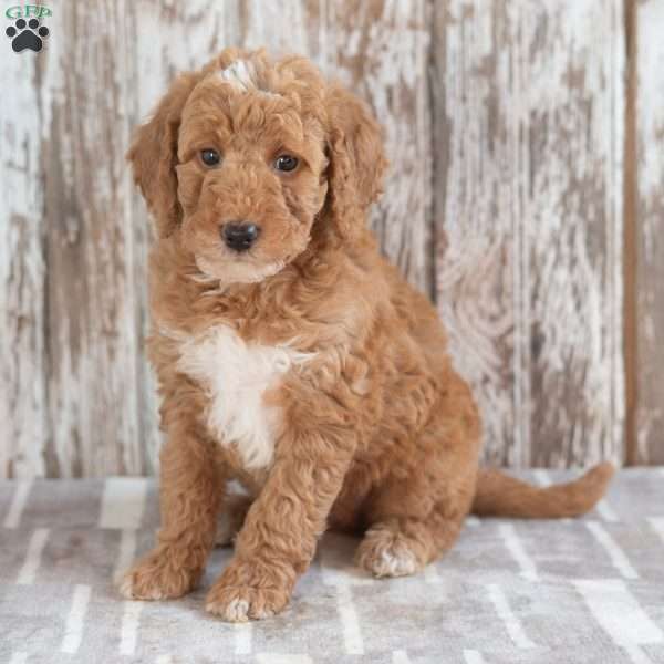 Gilmore, Mini Labradoodle Puppy