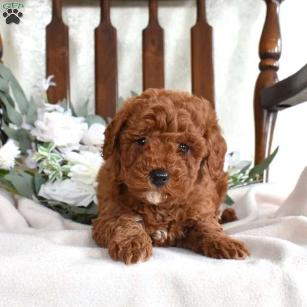 Ginger, Mini Goldendoodle Puppy