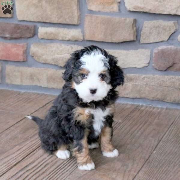 Giselle, Mini Bernedoodle Puppy