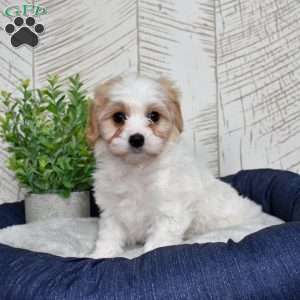 Giselle, Cavachon Puppy