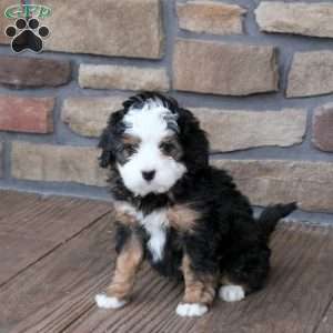 Giselle, Mini Bernedoodle Puppy