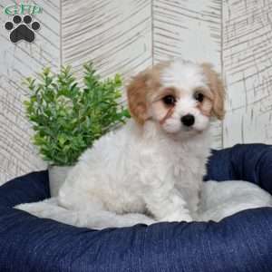 Giselle, Cavachon Puppy