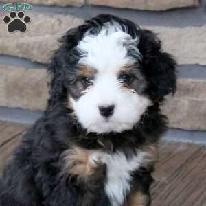 Giselle, Mini Bernedoodle Puppy