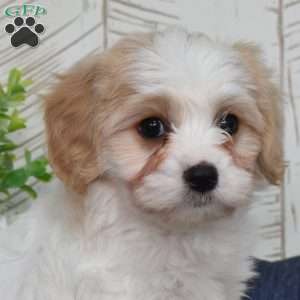 Giselle, Cavachon Puppy