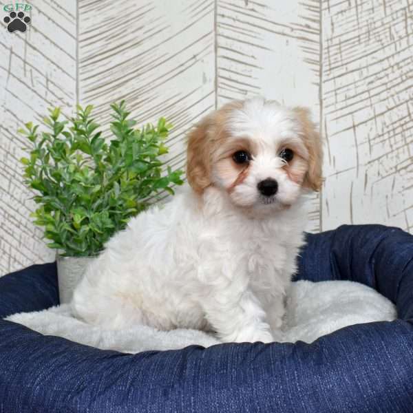 Giselle, Cavachon Puppy