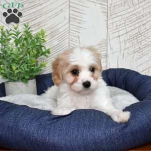 Giselle, Cavachon Puppy