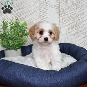 Giselle, Cavachon Puppy